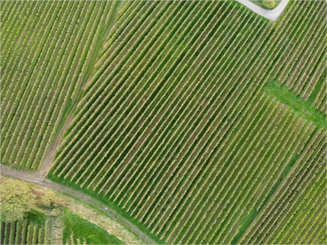 Detail Aerial Vineyards From Above Number 17