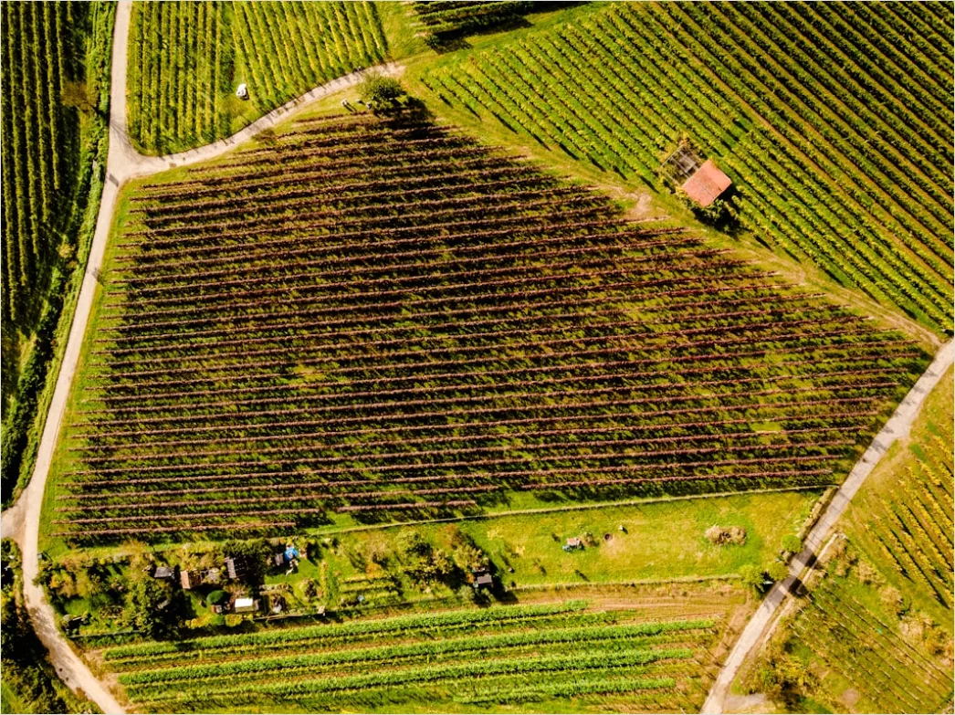Detail Aerial Vineyards From Above Number 18