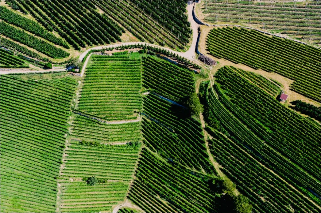 Detail Aerial Vineyards From Above Number 19