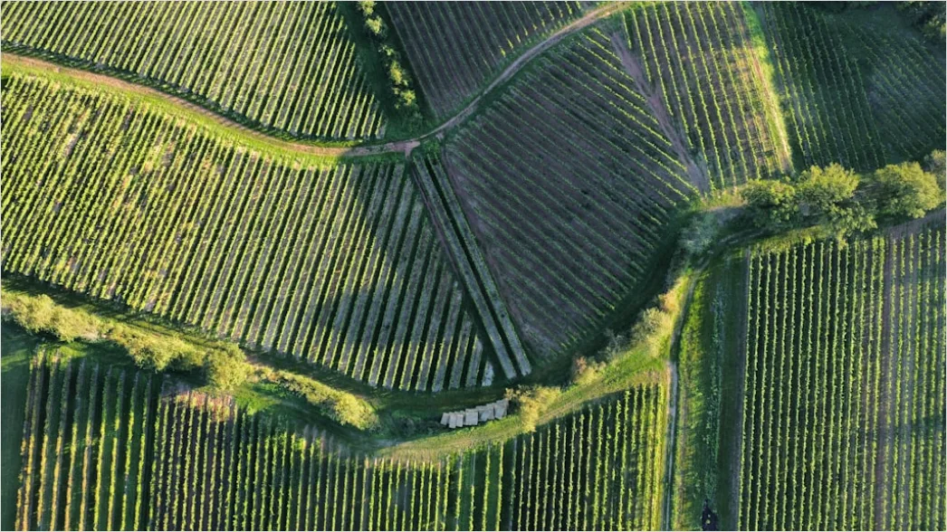 Detail Aerial Vineyards From Above Number 20