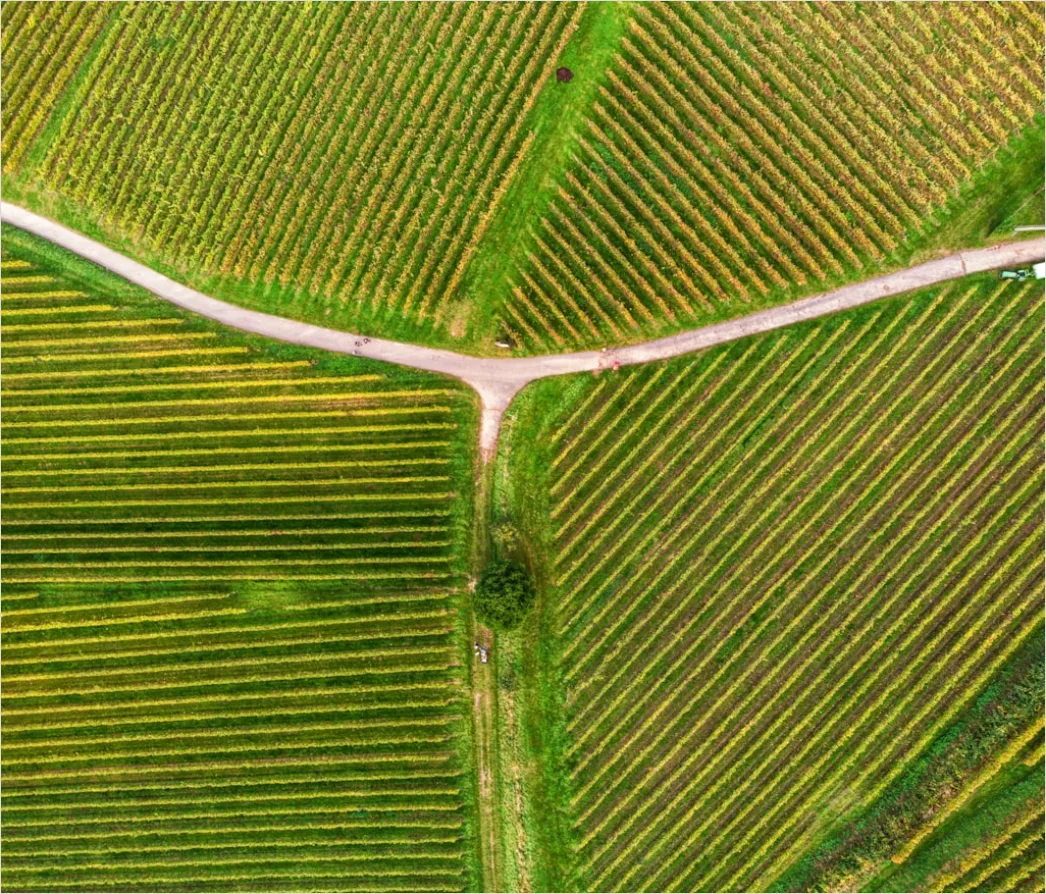 Detail Aerial Vineyards From Above Number 3