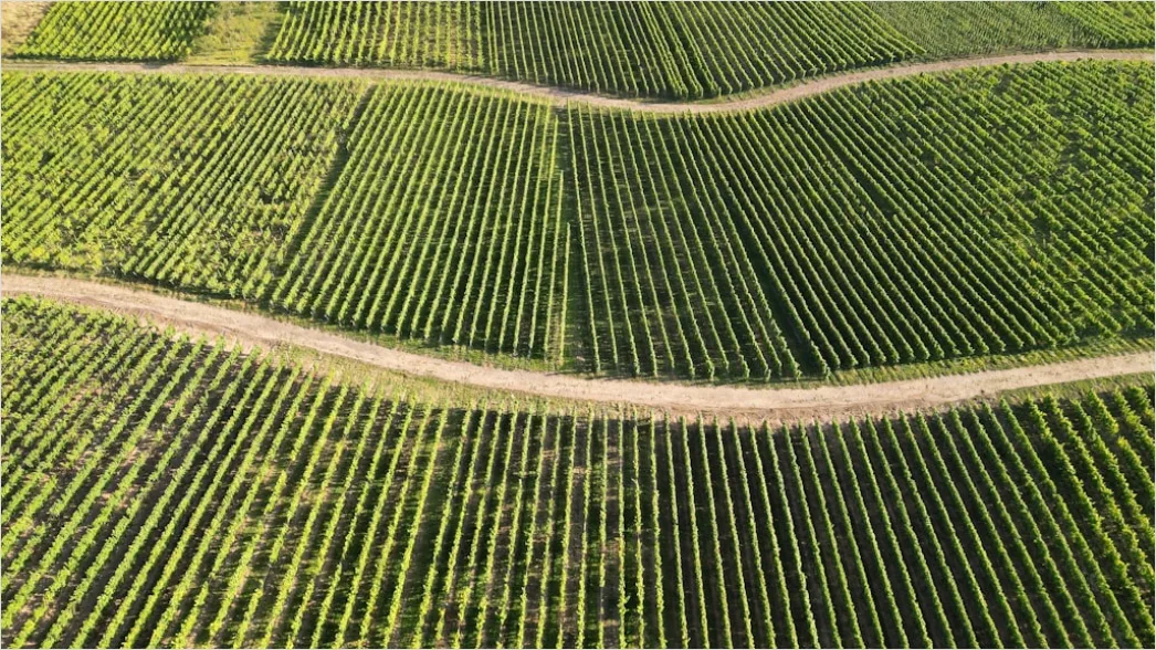 Detail Aerial Vineyards From Above Number 4