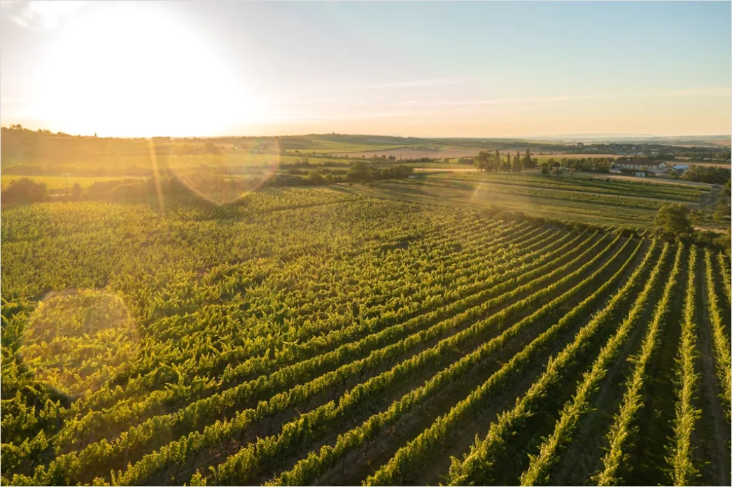 Detail Aerial Vineyards From Above Number 7