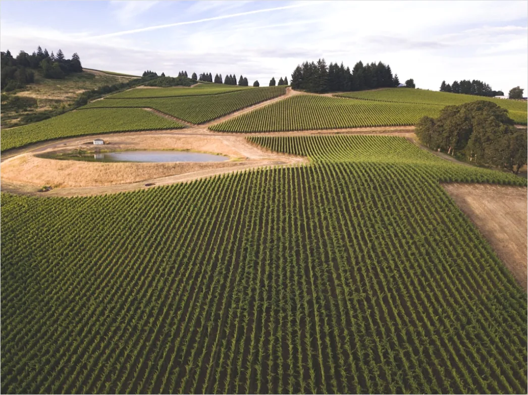 Detail Aerial Vineyards From Above Number 8