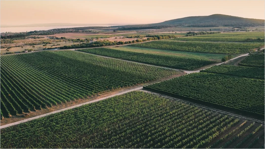 Detail Aerial Vineyards From Above Number 9