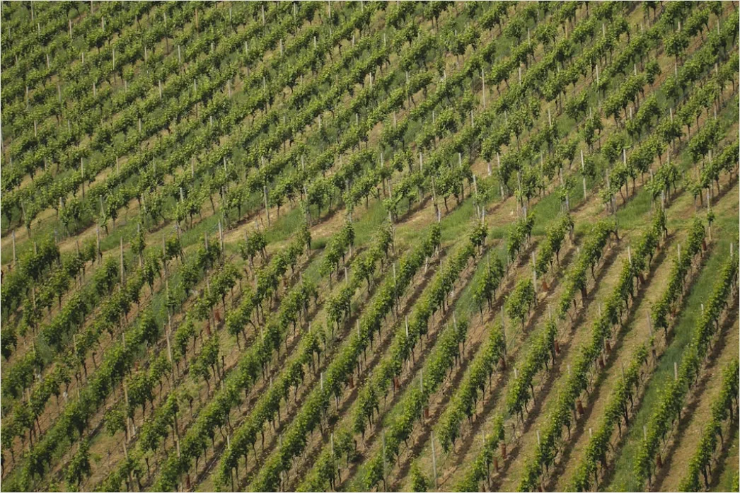 Detail Aerial Vineyards From Above Number 10