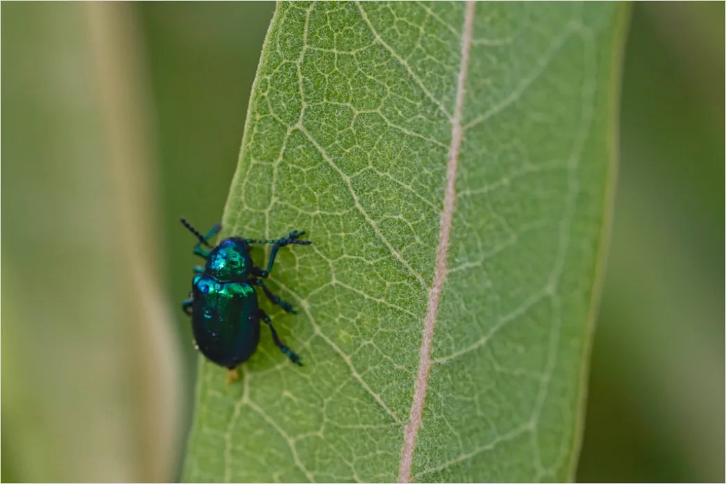 Detail Beetle Macro Number 2