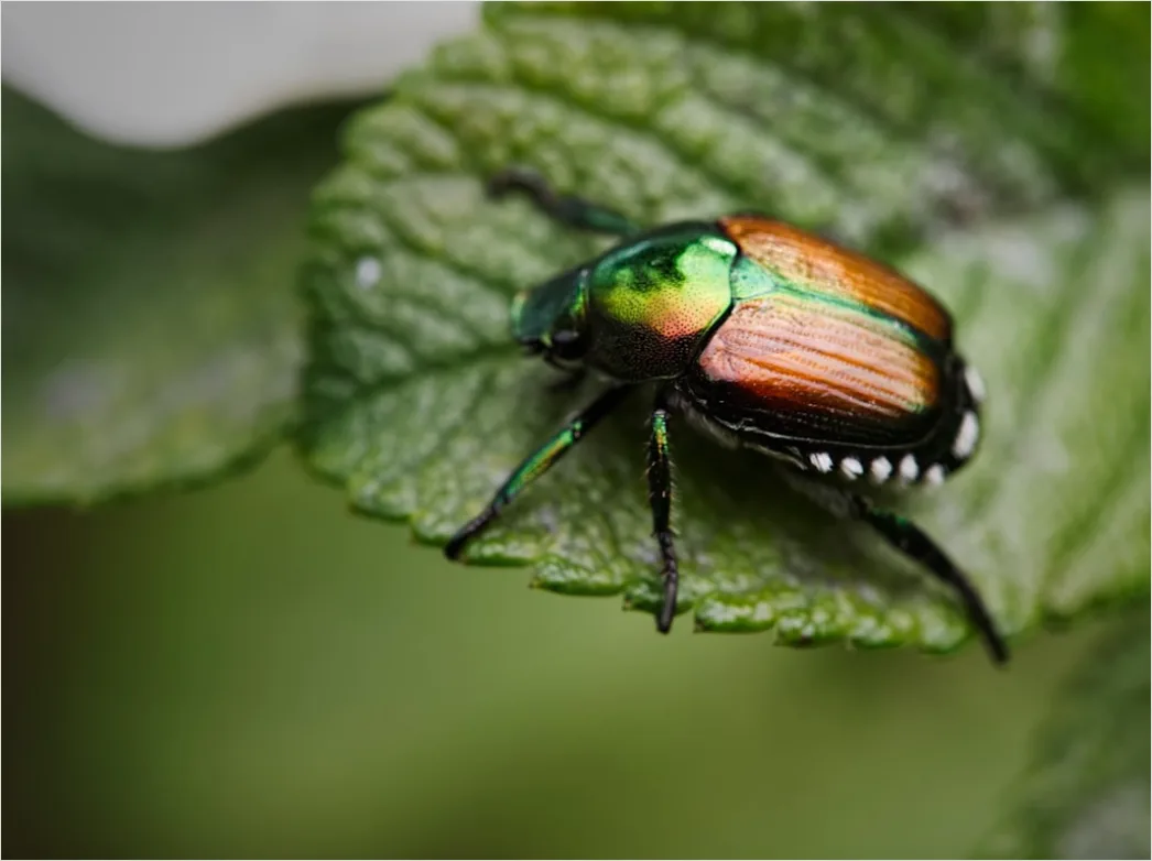 Detail Beetle Macro Number 12