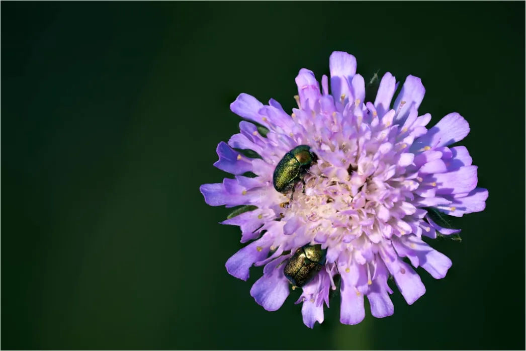 Detail Beetle Macro Number 13