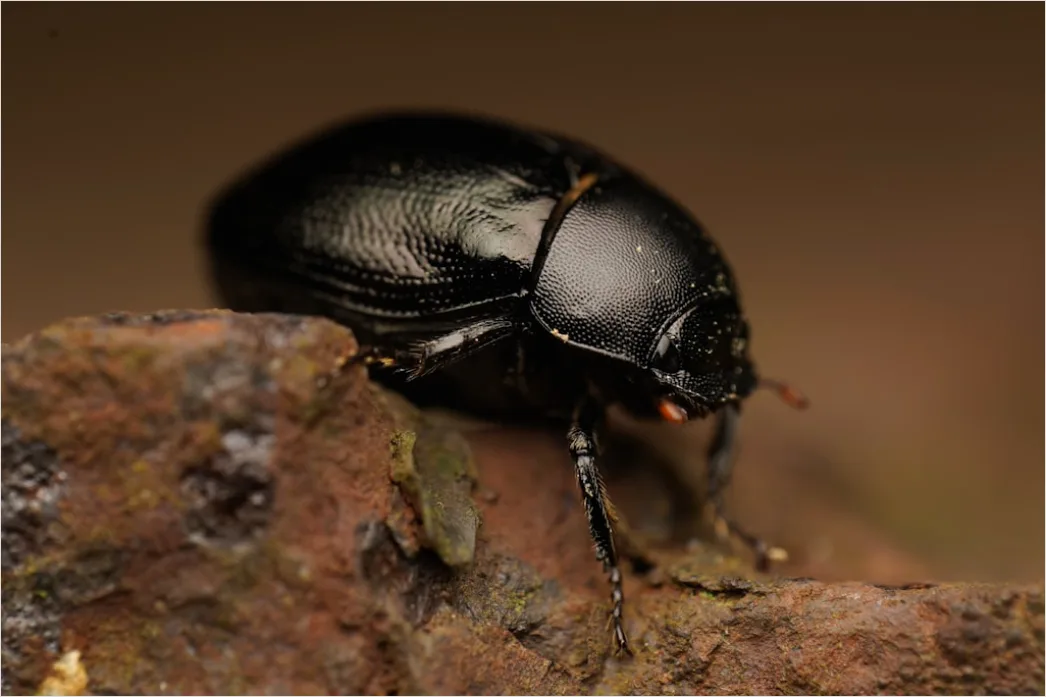 Detail Beetle Macro Number 14