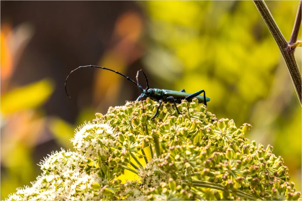 Detail Beetle Macro Number 15