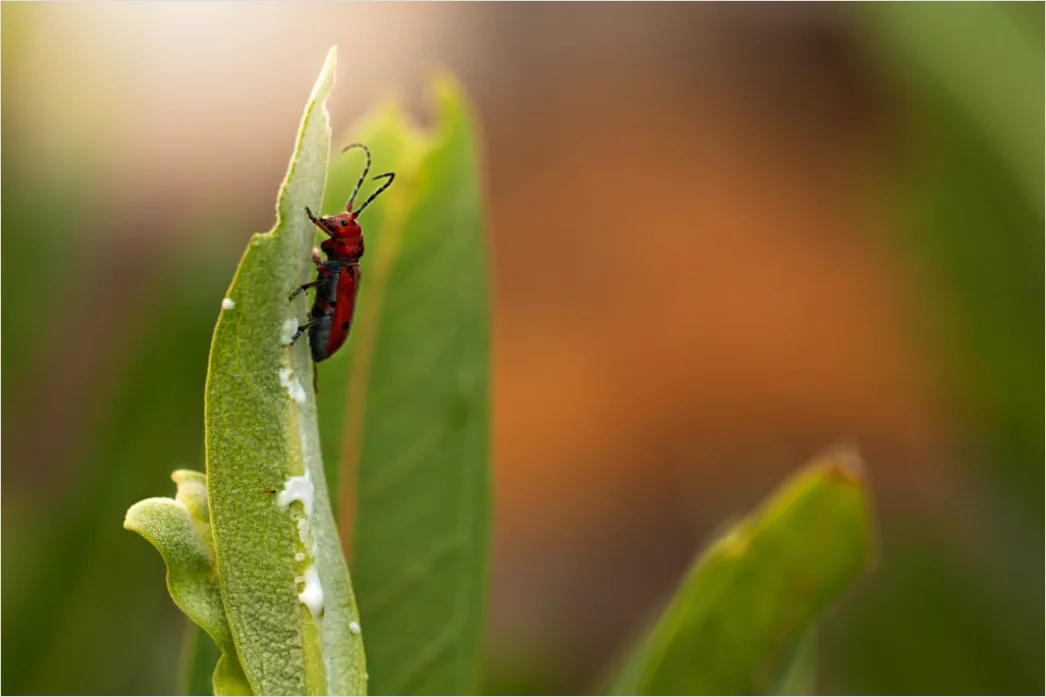 Detail Beetle Macro Number 16
