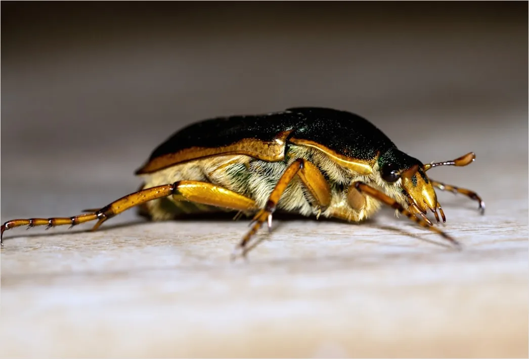 Detail Beetle Macro Number 17
