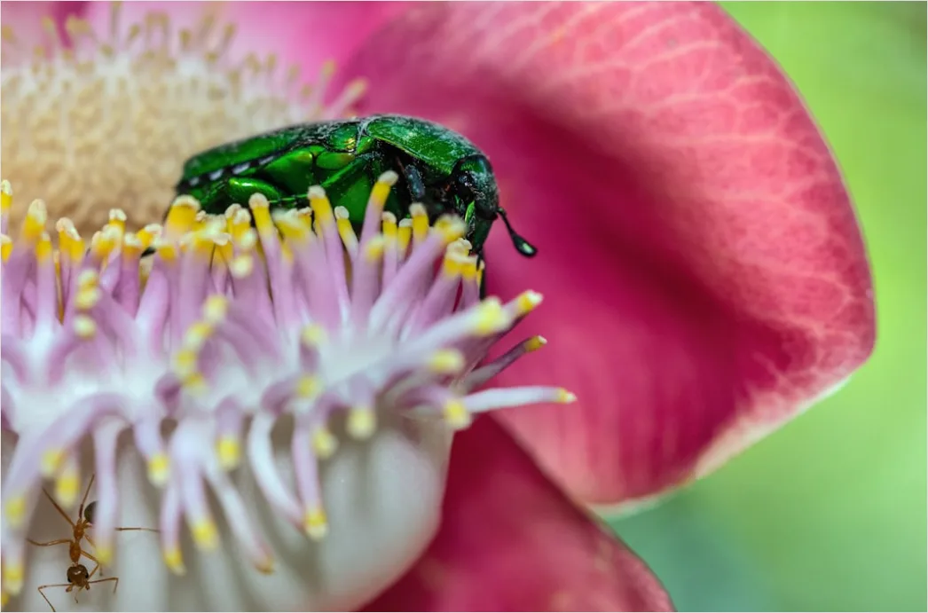 Detail Beetle Macro Number 19