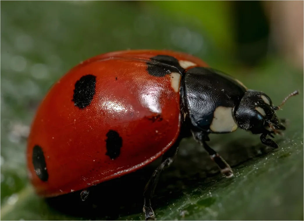 Detail Beetle Macro Number 20