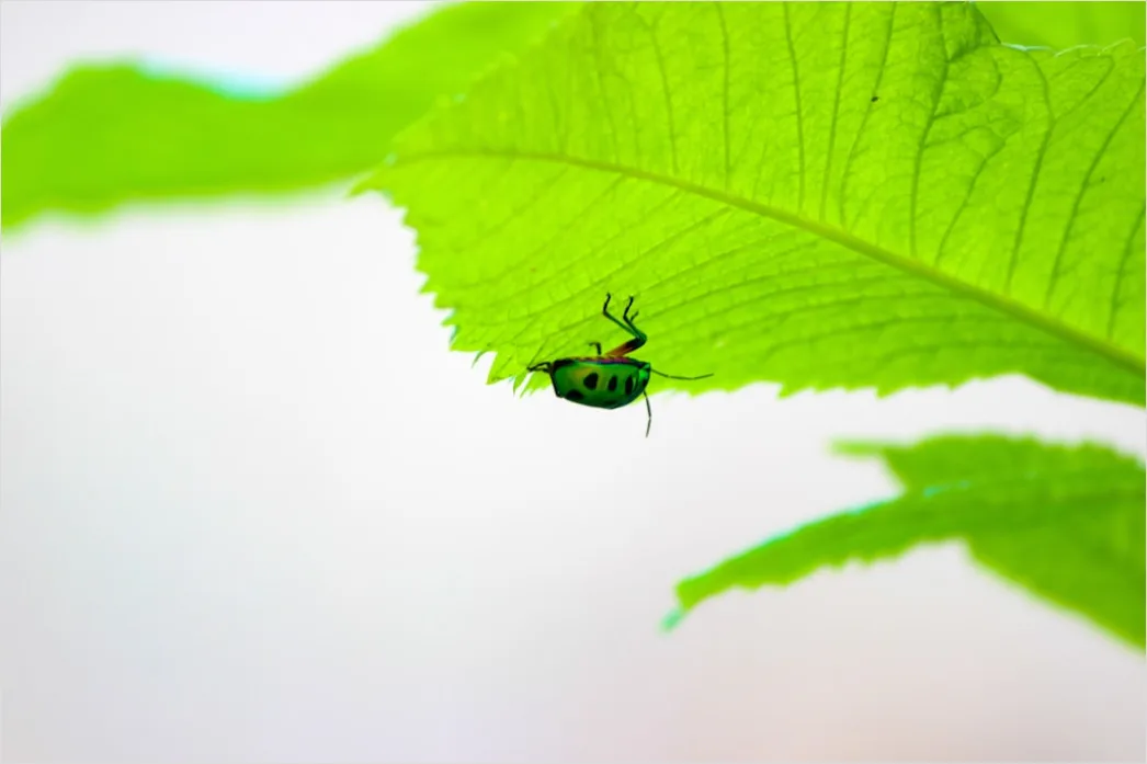 Detail Beetle Macro Number 3