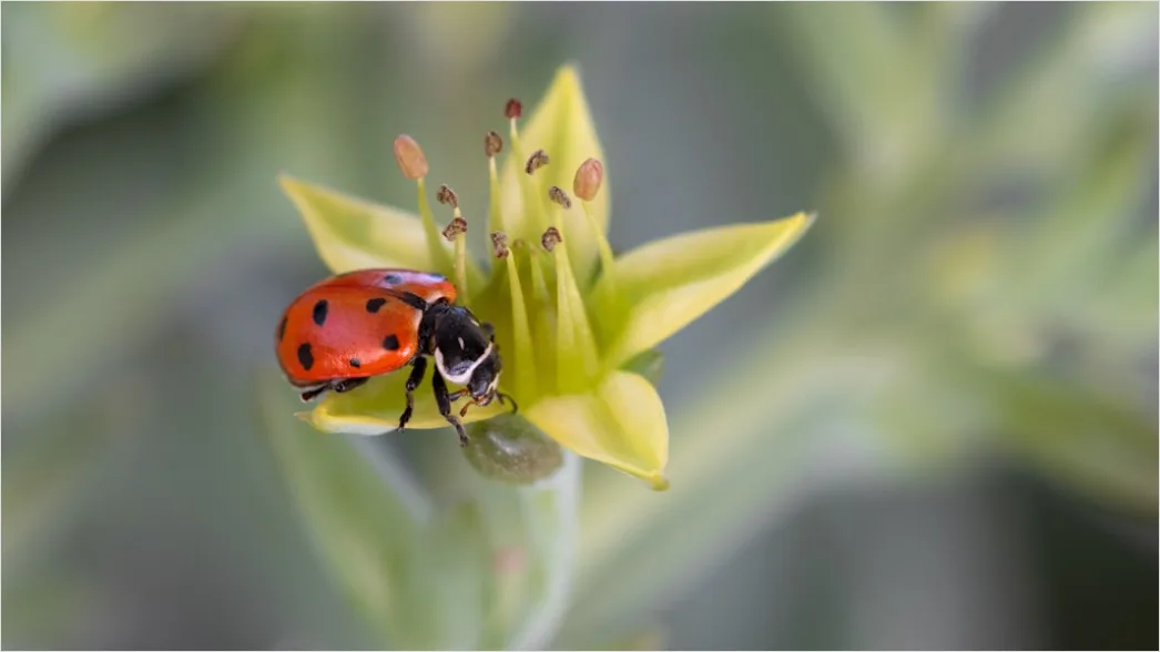 Detail Beetle Macro Number 4