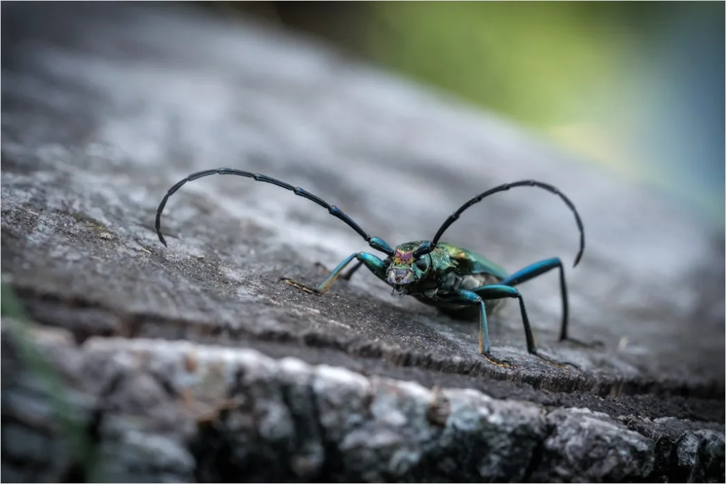 Detail Beetle Macro Number 5