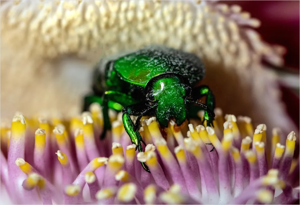 Detail Beetle Macro Number 6