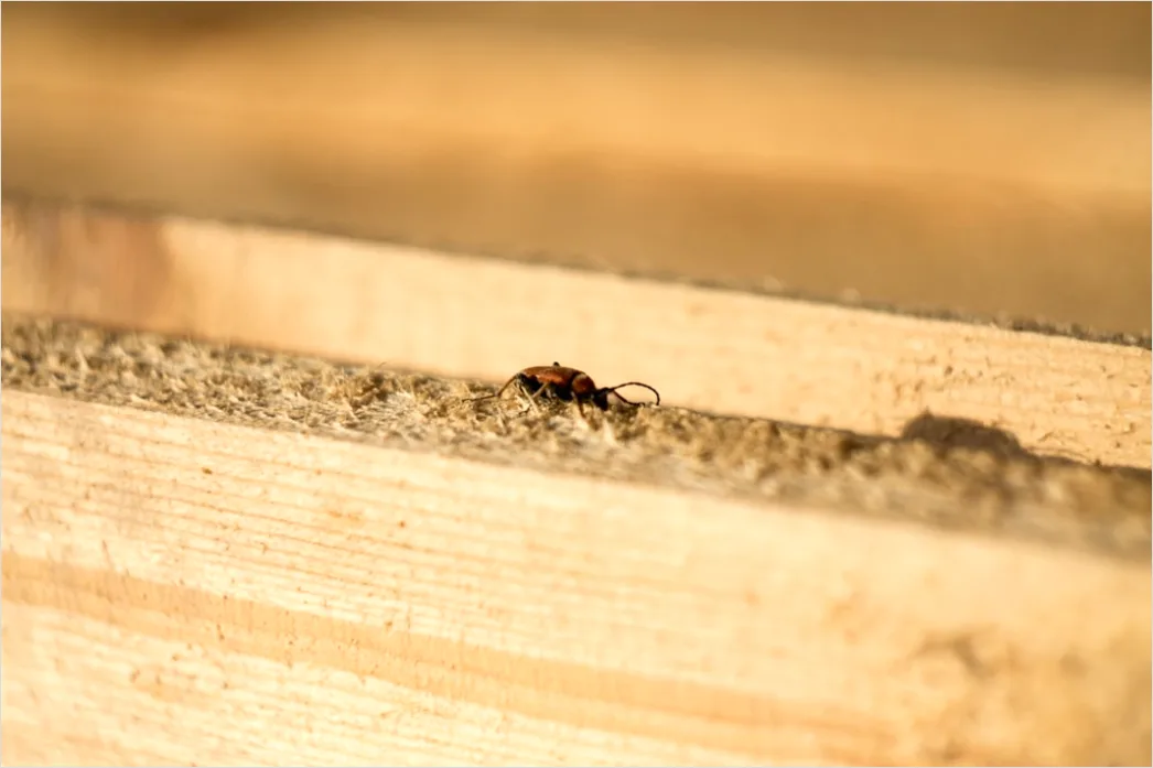 Detail Beetle Macro Number 7