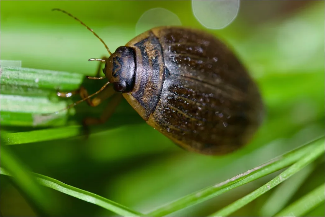Detail Beetle Macro Number 8