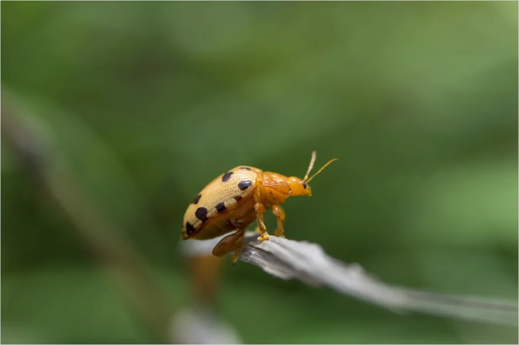 Detail Beetle Macro Number 10