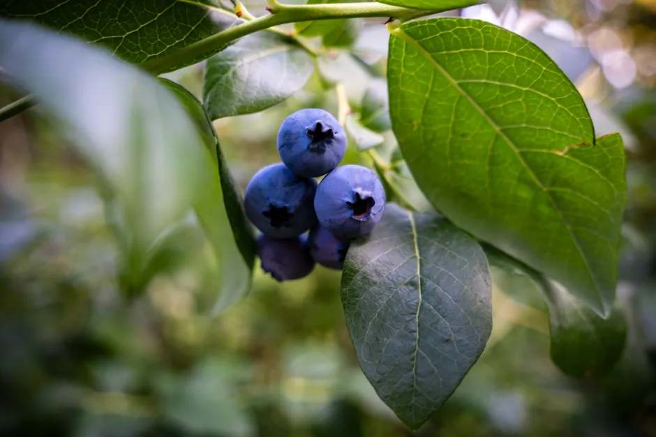 Detail Blueberry Close Up Number 2