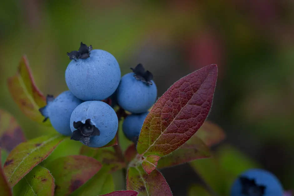 Detail Blueberry Close Up Number 14