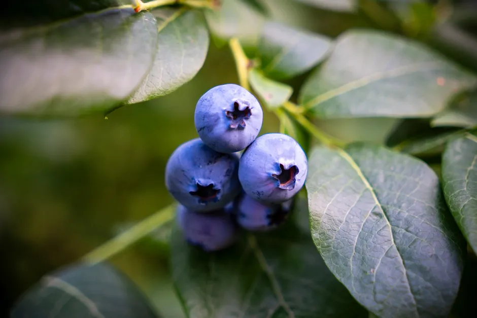 Detail Blueberry Close Up Number 18