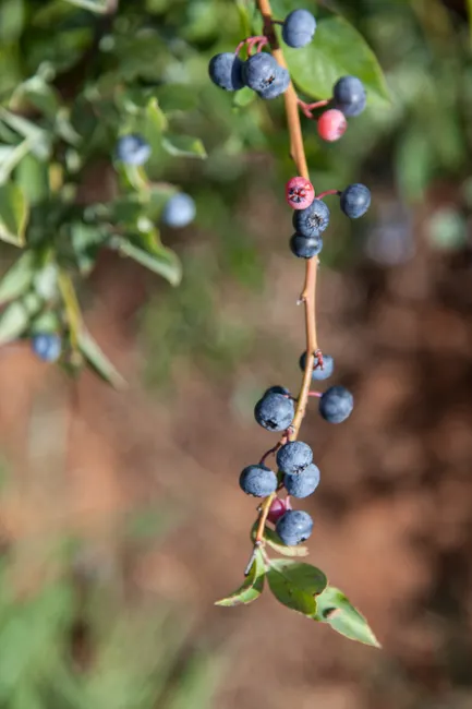 Detail Blueberry Close Up Number 9