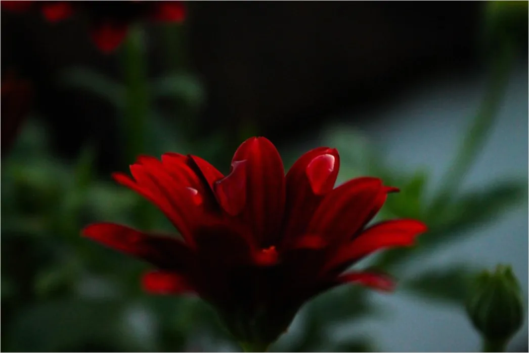 Detail Close Up Photography Number 11