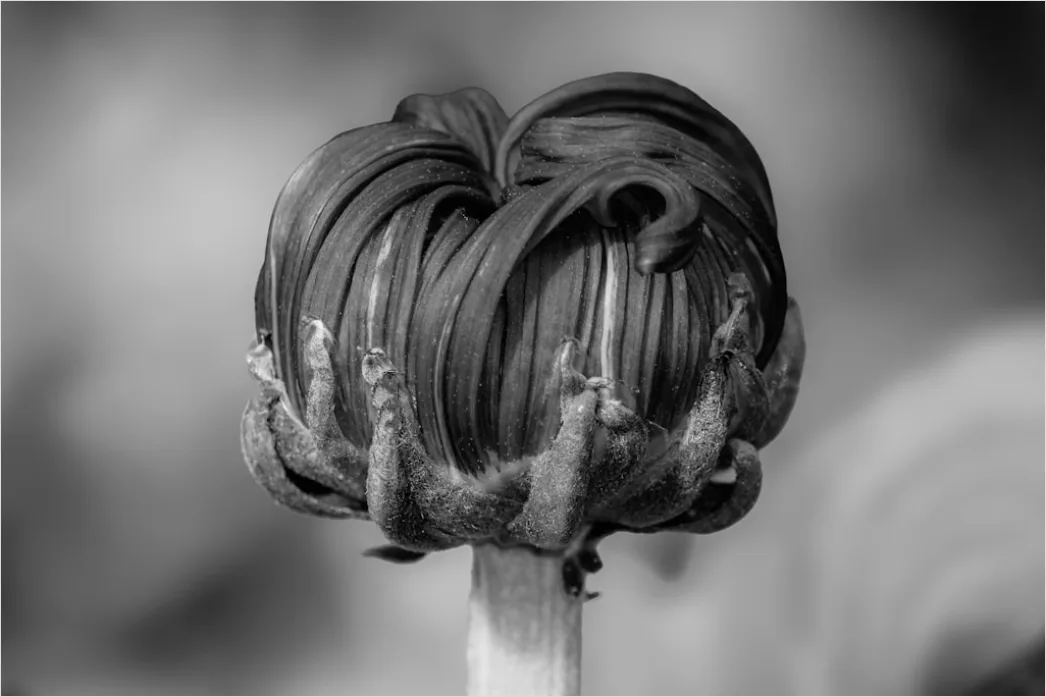 Detail Close Up Photography Number 12