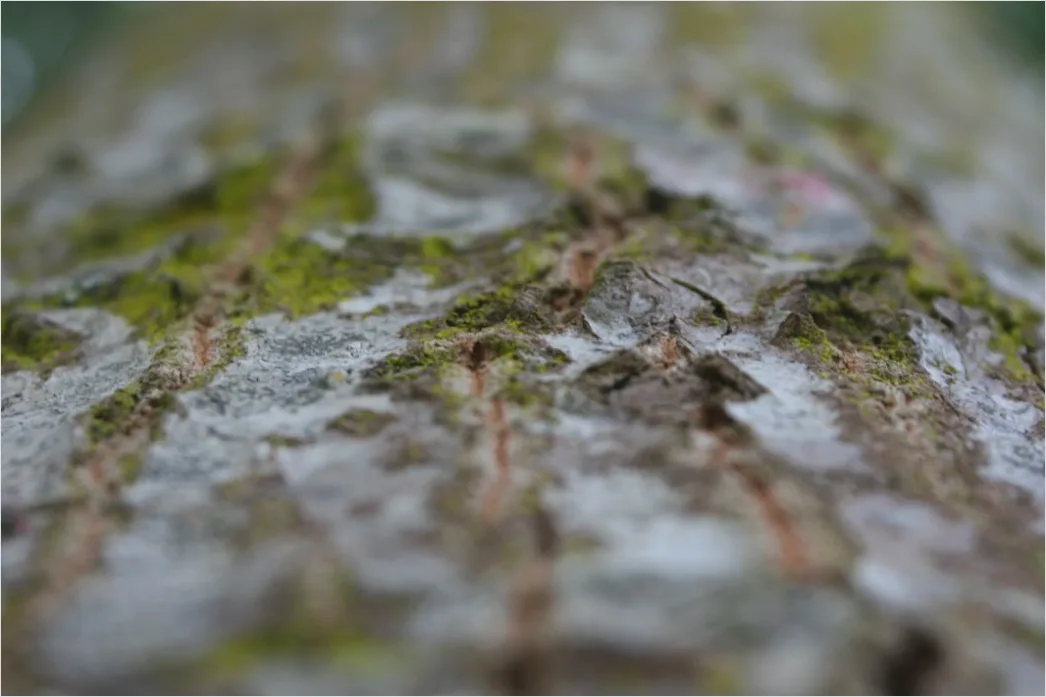 Detail Close Up Photography Number 19