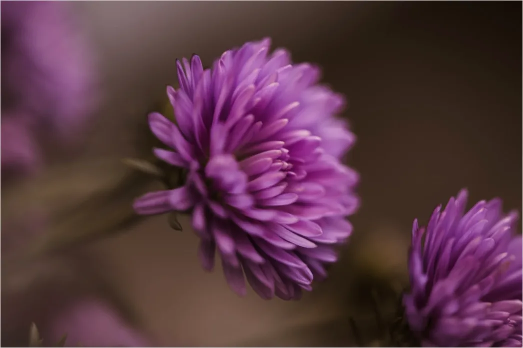 Detail Close Up Photography Number 9