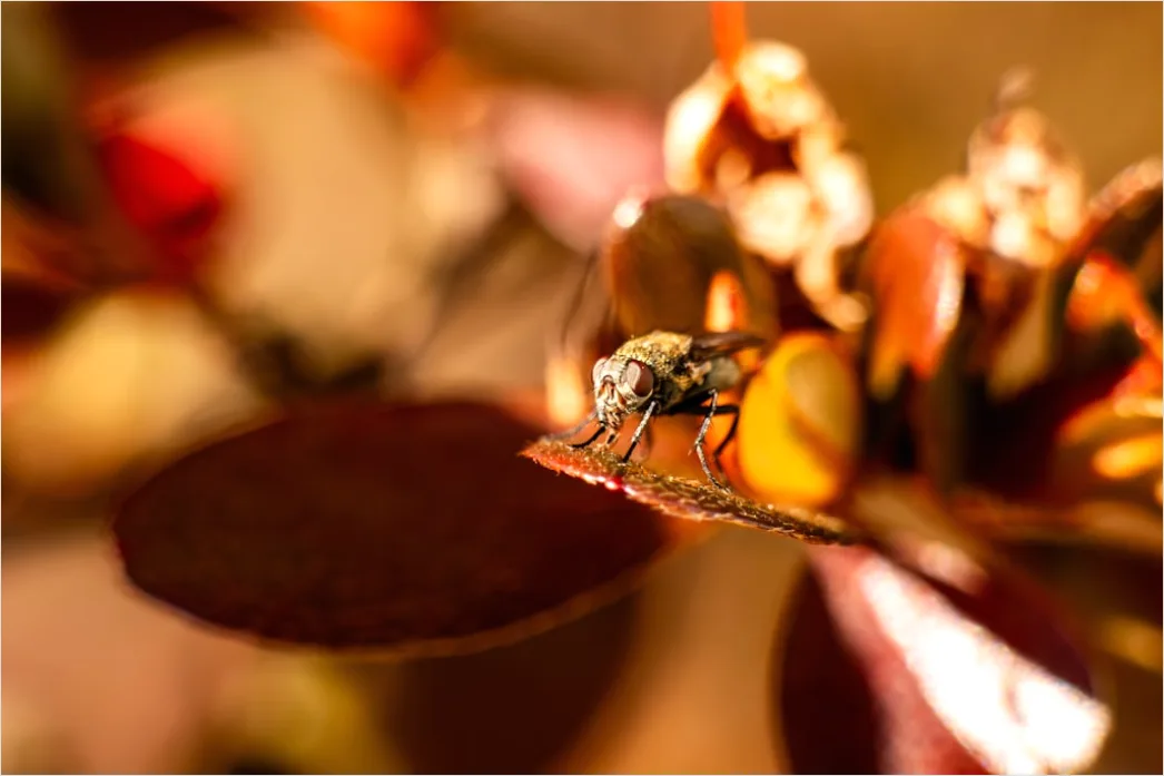 Detail Close Up Photography Number 10