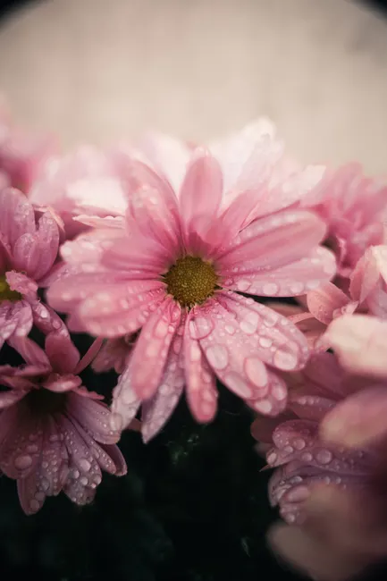 Close Up Photography Of Flowers 57b0
