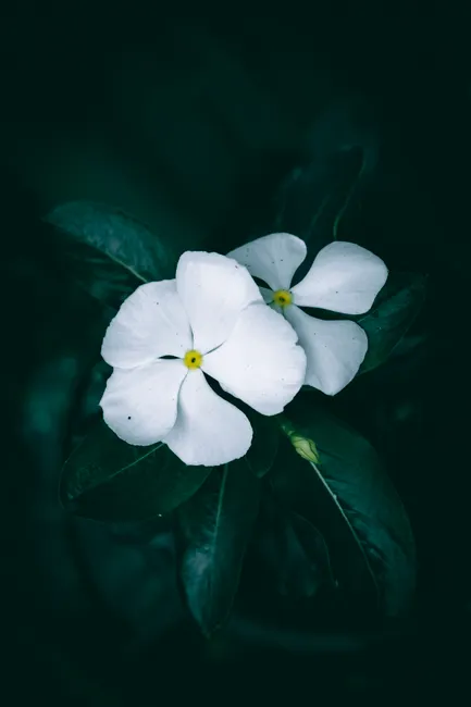 Detail Close Up Photography Of Flowers Number 2