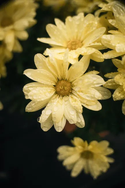 Detail Close Up Photography Of Flowers Number 12