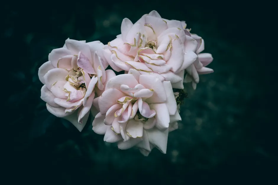 Detail Close Up Photography Of Flowers Number 13