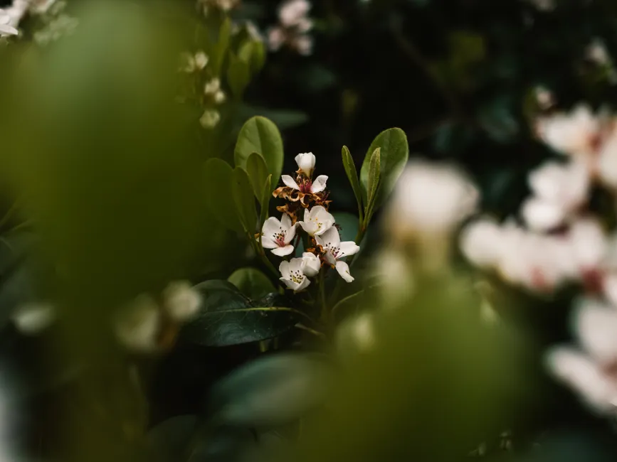 Detail Close Up Photography Of Flowers Number 14
