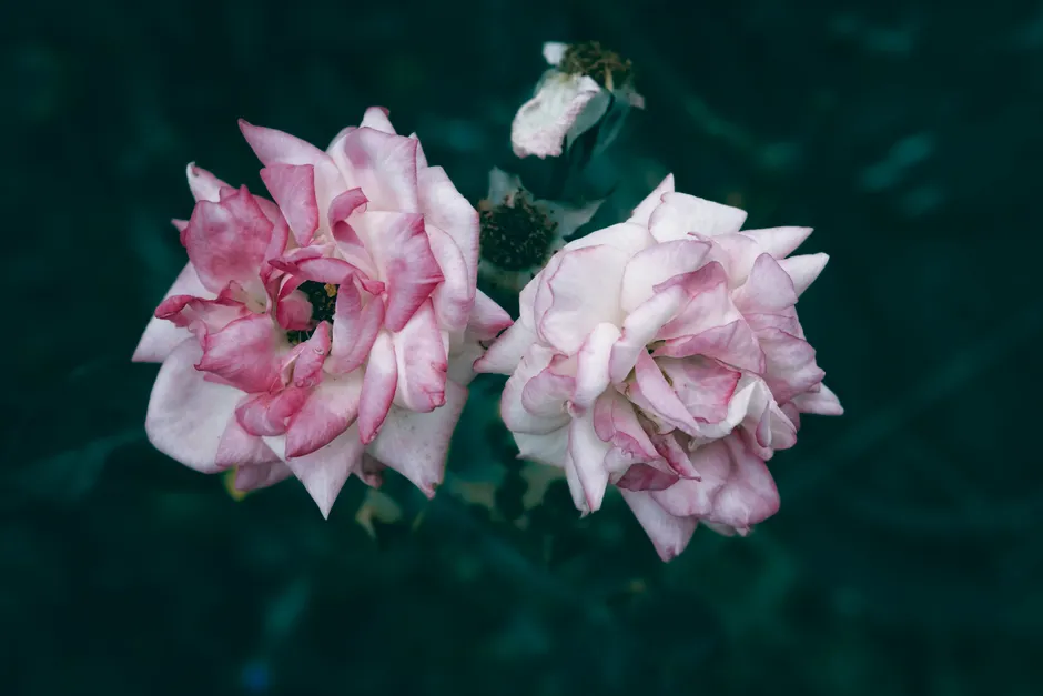 Detail Close Up Photography Of Flowers Number 15