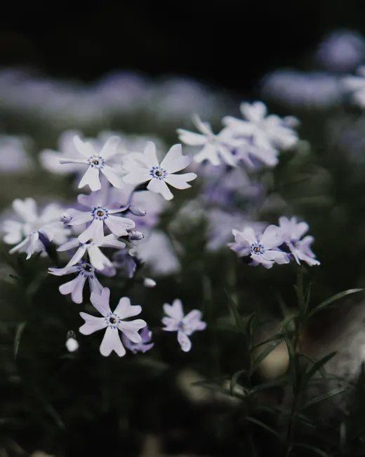 Detail Close Up Photography Of Flowers Number 16