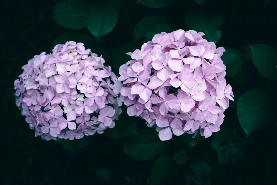 Detail Close Up Photography Of Flowers Number 17