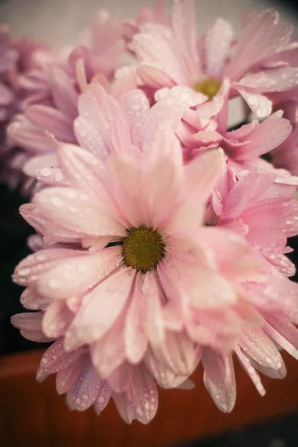 Detail Close Up Photography Of Flowers Number 19