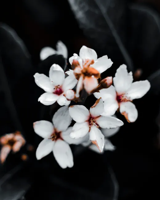 Detail Close Up Photography Of Flowers Number 20