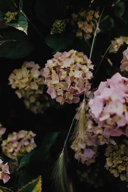 Detail Close Up Photography Of Flowers Number 3