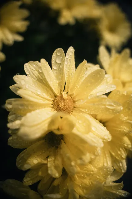 Detail Close Up Photography Of Flowers Number 4