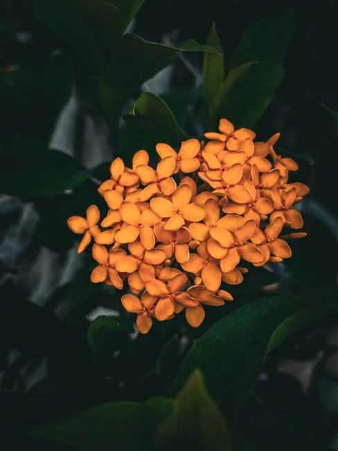 Detail Close Up Photography Of Flowers Number 5