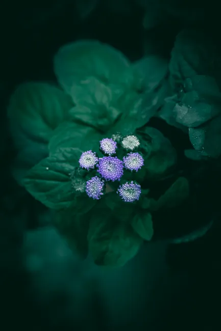 Detail Close Up Photography Of Flowers Number 6