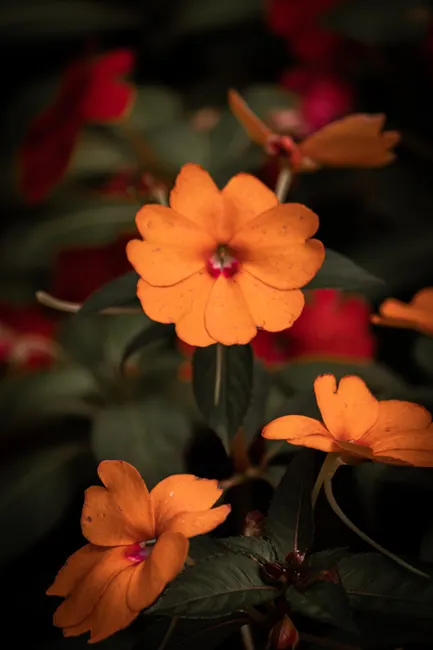 Detail Close Up Photography Of Flowers Number 8